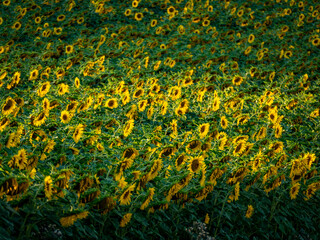 Sonnenblumenfeld im Sommer