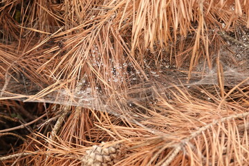 Cienkie nici białej pajęczyny z kroplami deszczu