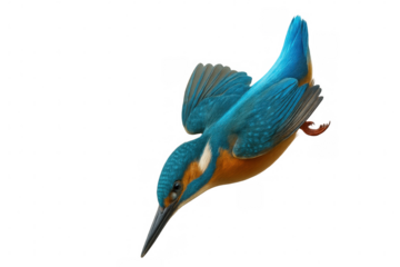 Kingfisher diving with brilliant blue-orange feathers, suspended midair against clear backdrop, highlighting aerial hunting precision