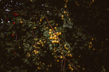 Yellow plums growing on a lush tree, surrounded by dark green foliage. Seasonal fruit ripening on...
