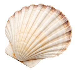 Single clam shell isolated on transparent background  
