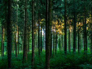 Fototapeta premium Abendsonne im Mischwald