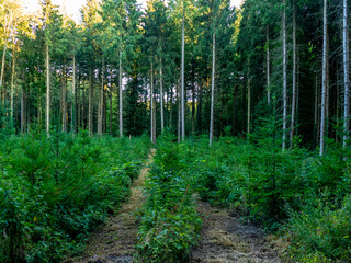Wiederaufforstung im Mischwald durch anpflanzen von jungen Bäumen