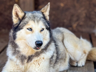  Majestic husky lies calmly on a wooden floor, displaying striking blue eyes and a relaxed demeanor. The dog's beautiful fur and attentive gaze highlight its serene posture.
