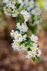 Closeup of a apple tree blooming
