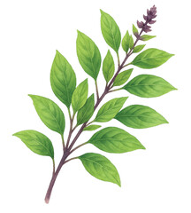 Fototapeta premium Thai Sweet Basil Watercolor Clipart PNG