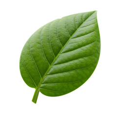 Obraz premium Green Leaf Detail, isolated on transparent background