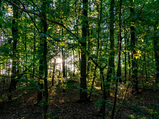 Abendsonne im Mischwald
