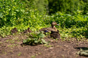 Mother Duck with Ducklings Resting in Lush Green Habitat