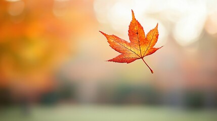 Autumnal Delicate Leaf in Soft Focus