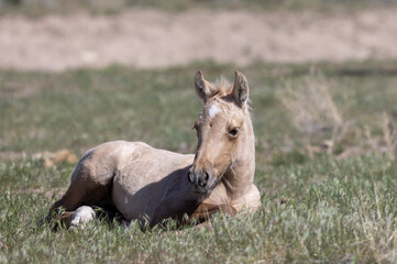 Cute Wild Horse Foal in Springtime in the Utah Desert