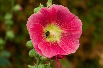 close up of beautiful mallow in the garden