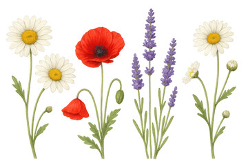 Fototapeta premium Realistic botanical illustration featuring vibrant lavender, poppy, and daisy flowers on a transparent background