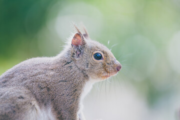 Obraz premium ニホンリスのアップ画像