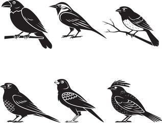 set of birds