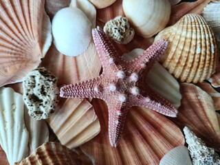 Close-up of Atlantic Ocean seashells and starfish collected in June 2025. Natural marine composition, perfect for ocean, beach, and summer-themed visuals.