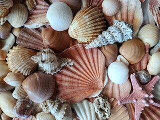Close-up of red Atlantic starfish surrounded by coral fragments and assorted seashells. Natural...