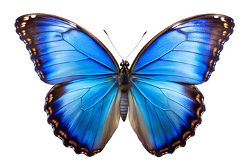 Fototapeta premium Vibrant Blue Morpho Butterfly: Detailed Macro Shot, Isolated on Black, Serene and Elegant.