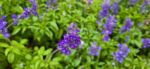 Salvia officinalis blooms in Purple-blue flowers in the garden. Dark purple flowers and green leaves. The stem is square, the leaves are dark green. Flowers emerge in clusters at the tip of the shoot.