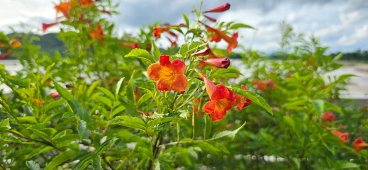Orange trumpet flower (Tecoma fulva subsp. guarume (DC.) J.R.I.Wood). Orange flower on a bright sky...