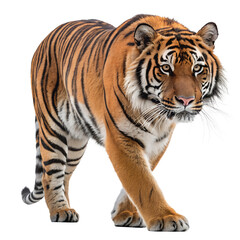 Obraz premium tiger isolated on white background