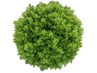 Fototapeta premium 緑の球体