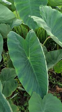 Close-up of lush green taro leaves beside the field in summer