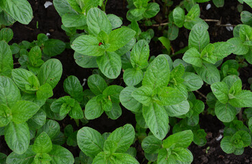 Fresh Mint Plants Growing in Garden top view organic gardening