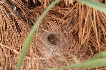 Polne pająki w Polsce
