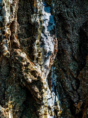 Baumharz am Baumstamm