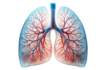 3D Rendering of beautiful, trending and realistic Lung with white background
