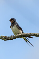 Barn Swallow (Hirundo rustica) at Broadsmeadow Estuary, Dublin – Common in open wetlands & farmland