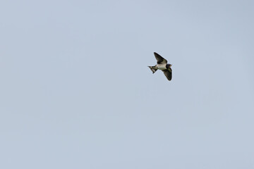 Barn Swallow (Hirundo rustica) at Broadsmeadow Estuary, Dublin – Common in open wetlands & farmland