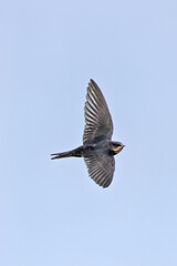 Barn Swallow (Hirundo rustica) at Broadsmeadow Estuary, Dublin – Common in open wetlands &...