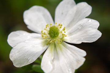 White Anemone Flower with Green Center