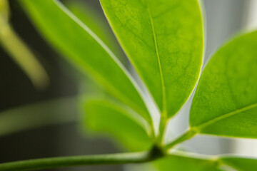 Macro View of Green Plant Leaves