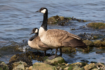Canada Geese on Rocky Shoreline