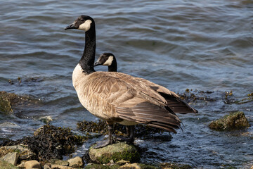 Canada Geese Standing at Water’s Edge
