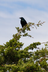 Common Grackle on Coastal Evergreen