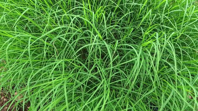 Doob, Durva Grass, sacred grass, Bermuda grass is considered a sacred plant in India. It is religious for Hindus as they worship Lord Ganesha with durva grass.