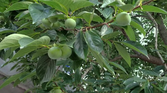 Unripe Green Persimmons Hanging on Persimmon Tree