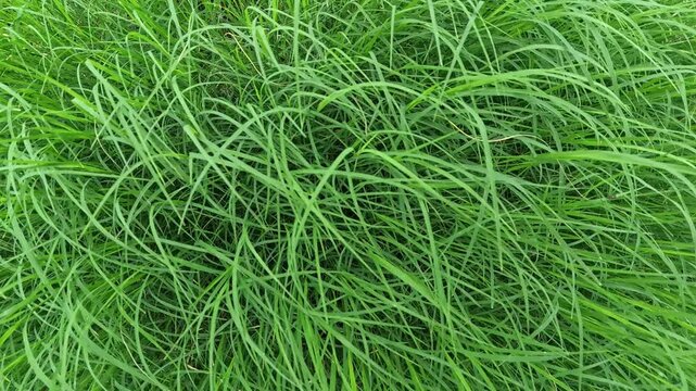 Doob, Durva Grass, sacred grass, Bermuda grass is considered a sacred plant in India. It is religious for Hindus as they worship Lord Ganesha with durva grass.