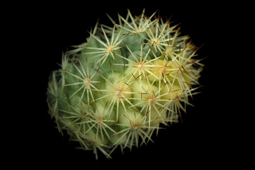 Close up detail side view of mammillaria Schumanii variegata. Isolated on black background