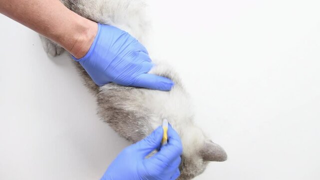 Female veterinarian applies combination flea, tick and worm medication to withers of Scottish Straight cat while wearing protective blue gloves during routine checkup at veterinary clinic,