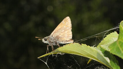 butterfly on a leaf