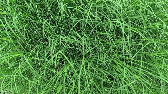 Doob, Durva Grass, sacred grass, Bermuda grass is considered a sacred plant in India. It is religious for Hindus as they worship Lord Ganesha with durva grass.