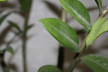 A close-up image of a Zanzibar Gem houseplant, showing its rich green, glossy leaves. The...