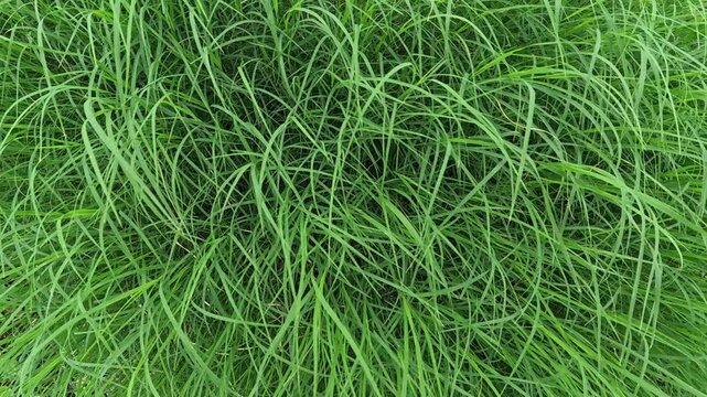 Doob, Durva Grass, sacred grass, Bermuda grass is considered a sacred plant in India. It is religious for Hindus as they worship Lord Ganesha with durva grass.