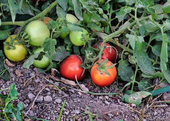Natural red tomatoes on the bush, grown in the garden without the use of chemicals, 100% natural...