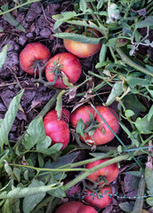 Natural pink tomatoes on the bush, grown in the garden without the use of chemicals, 100% natural...